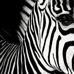 Half Angels Half Demons - Zebra #26, Portrait l Black and White Photography