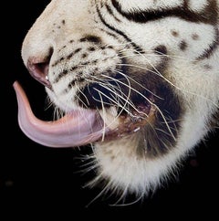 Halb Engel, halb Dämon - Tiger #27,  Porträt. Farbfotografie in limitierter Auflage