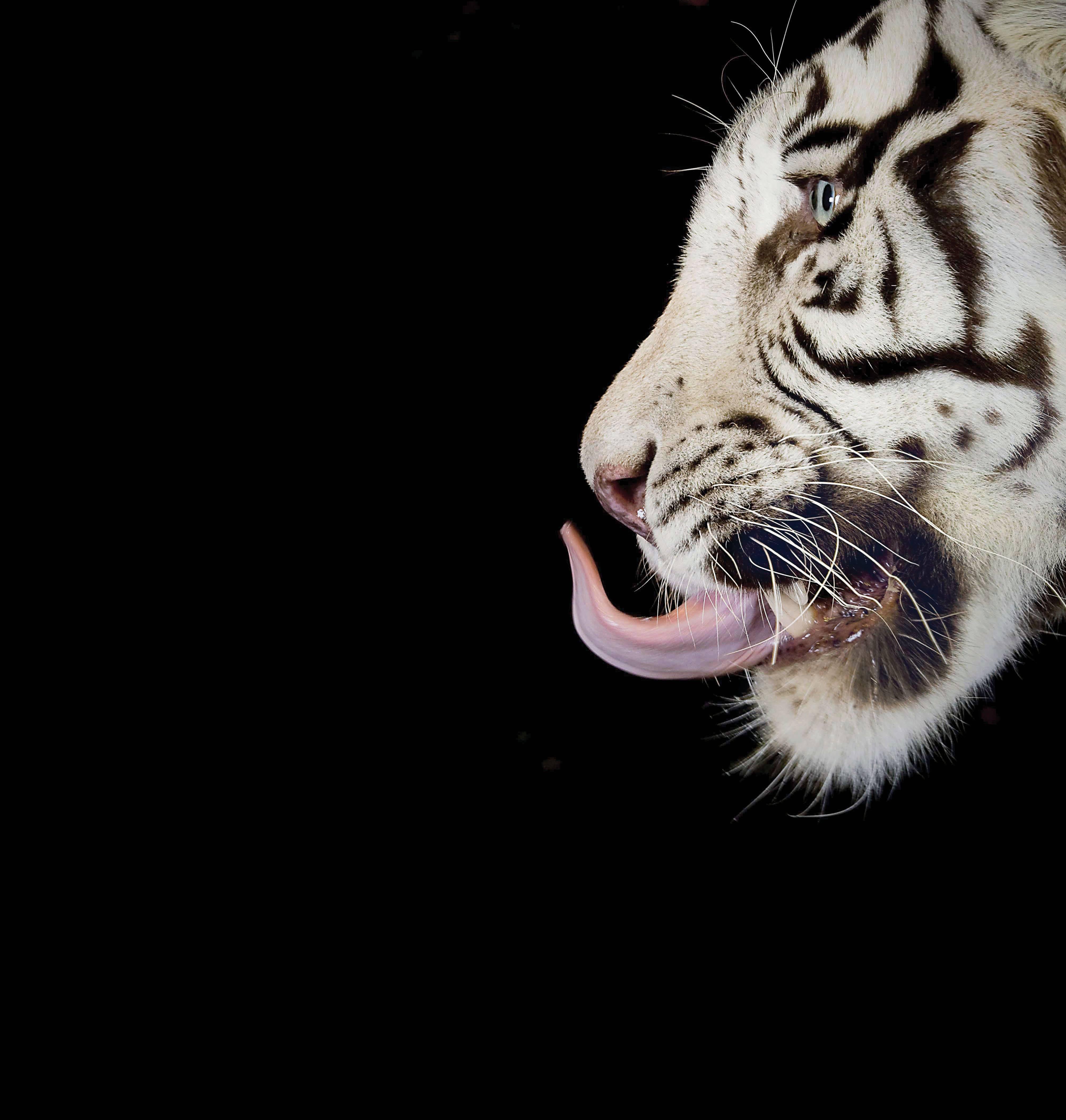Mauricio Velez Color Photograph - Half Angels Half Demons - Tiger #27,  Portrait. Limited edition color photograph