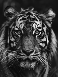 Tiger 1 Schwarz-Weiß-Fotografie von Max Clifton