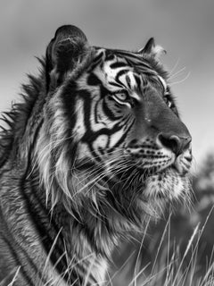 Tiger 2 Schwarz-Weiß-Fotografie von Max Clifton