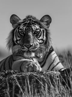Tiger 3 Schwarz-Weiß-Fotografie von Max Clifton