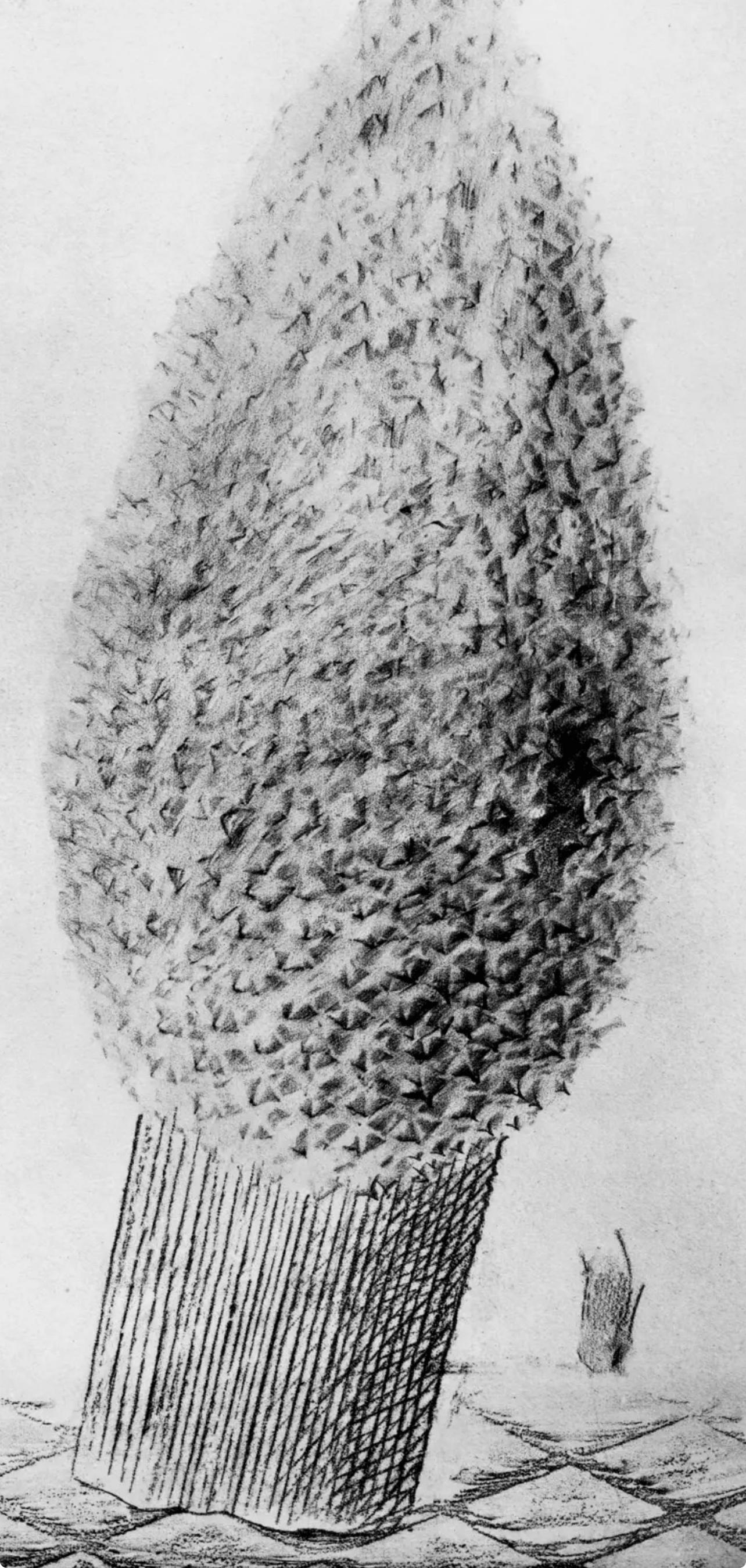 Ernst, Composition (Spies/Leppien 222), Histoire Naturelle (after) - Print by Max Ernst