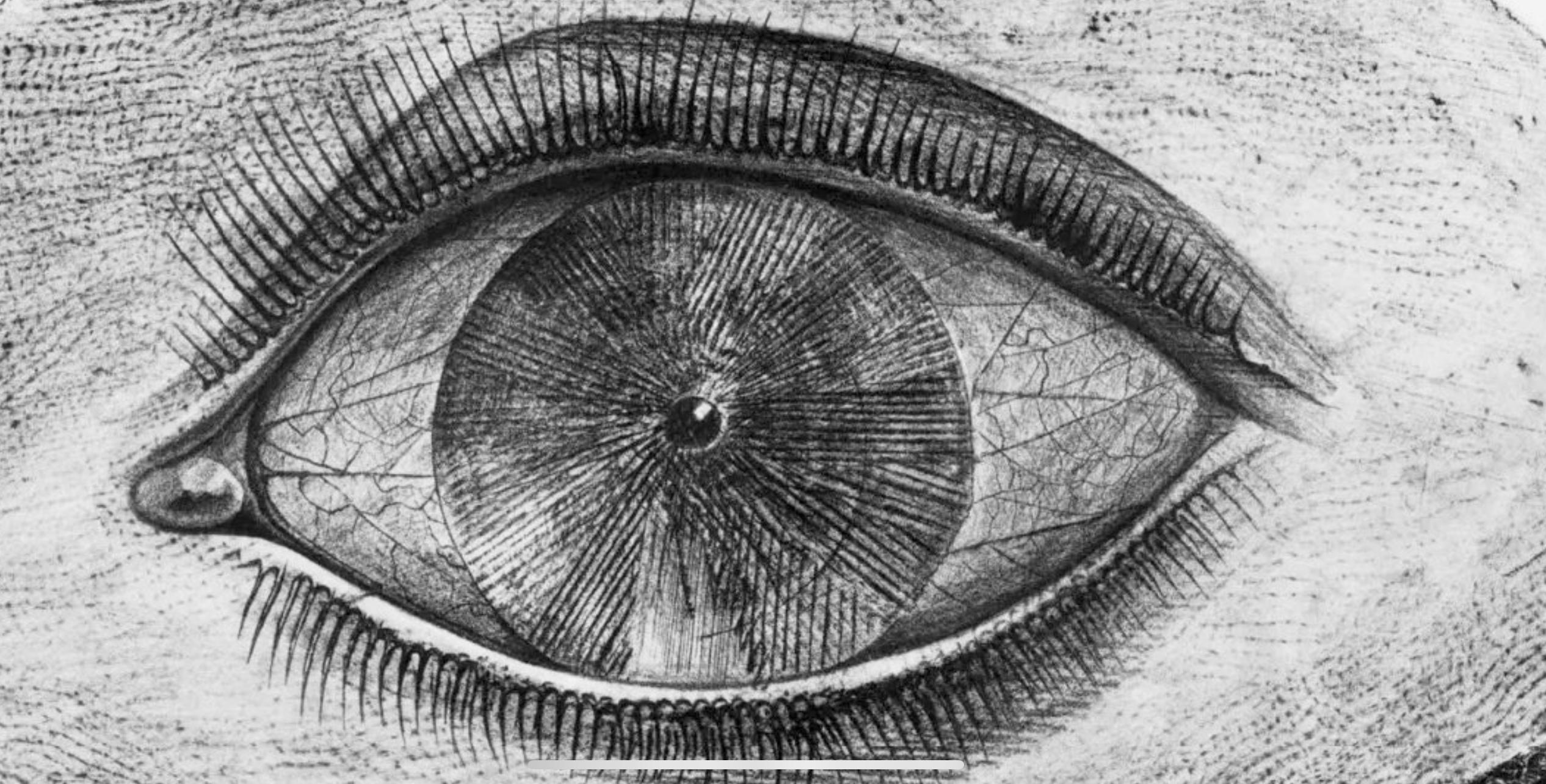 Ernst, Composition (Spies/Leppien 222), Histoire naturelle (après) - Print de Max Ernst