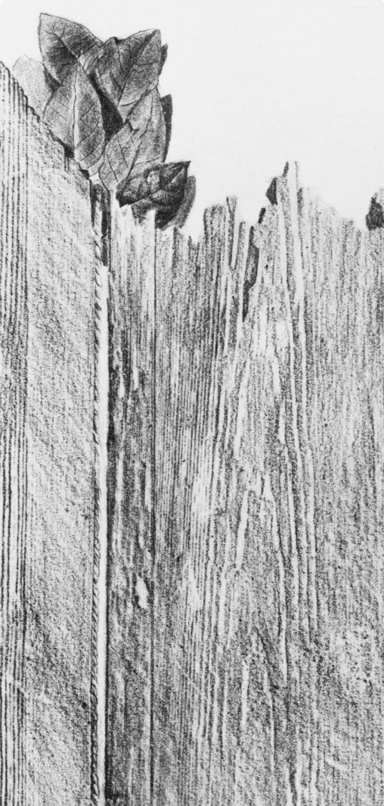 Max Ernst, Sans titre (Spies/Leppien 222), from Histoire Naturelle (after) For Sale 1