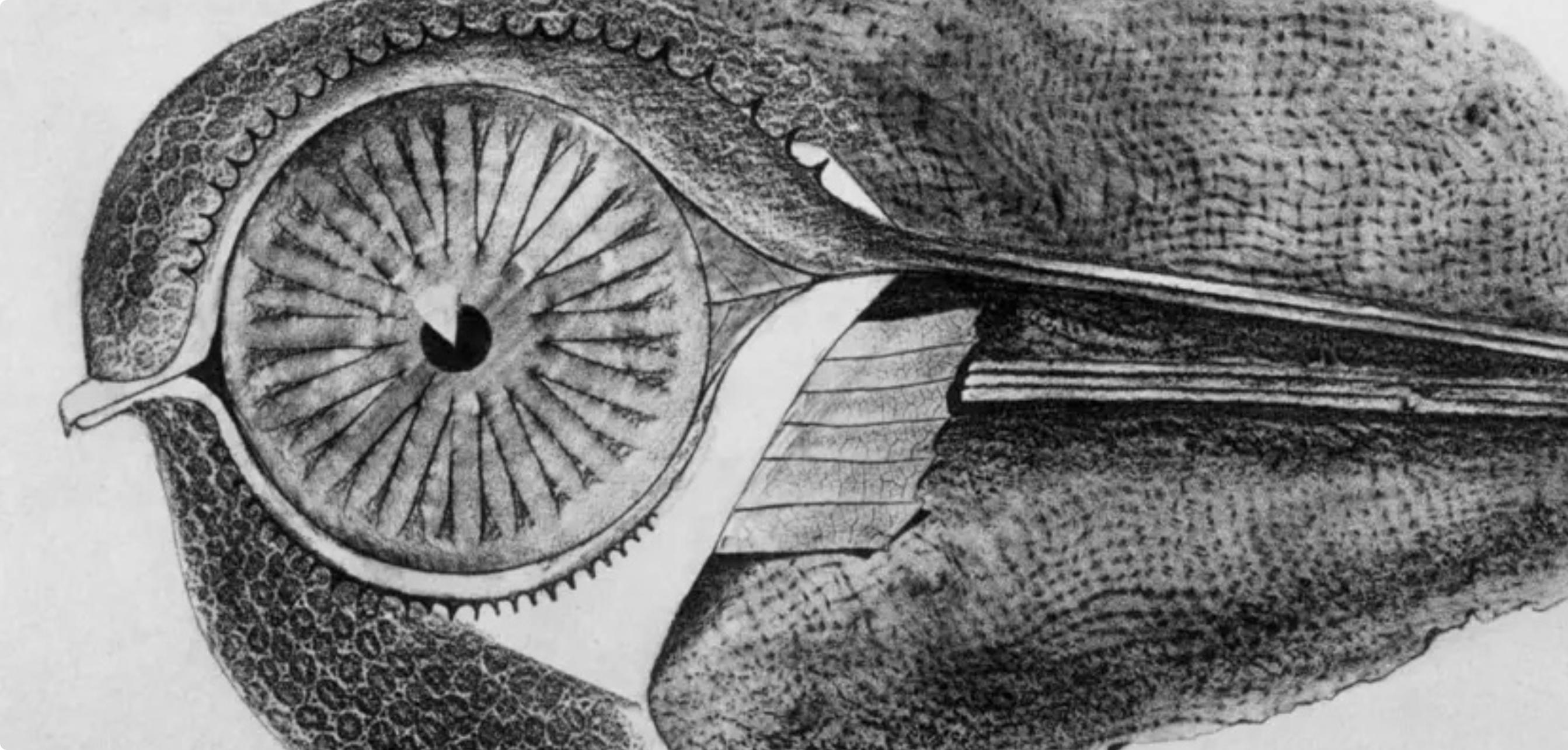 Ernst, Composition (Spies/Leppien 222), Histoire Naturelle (after) - Surrealist Print by Max Ernst
