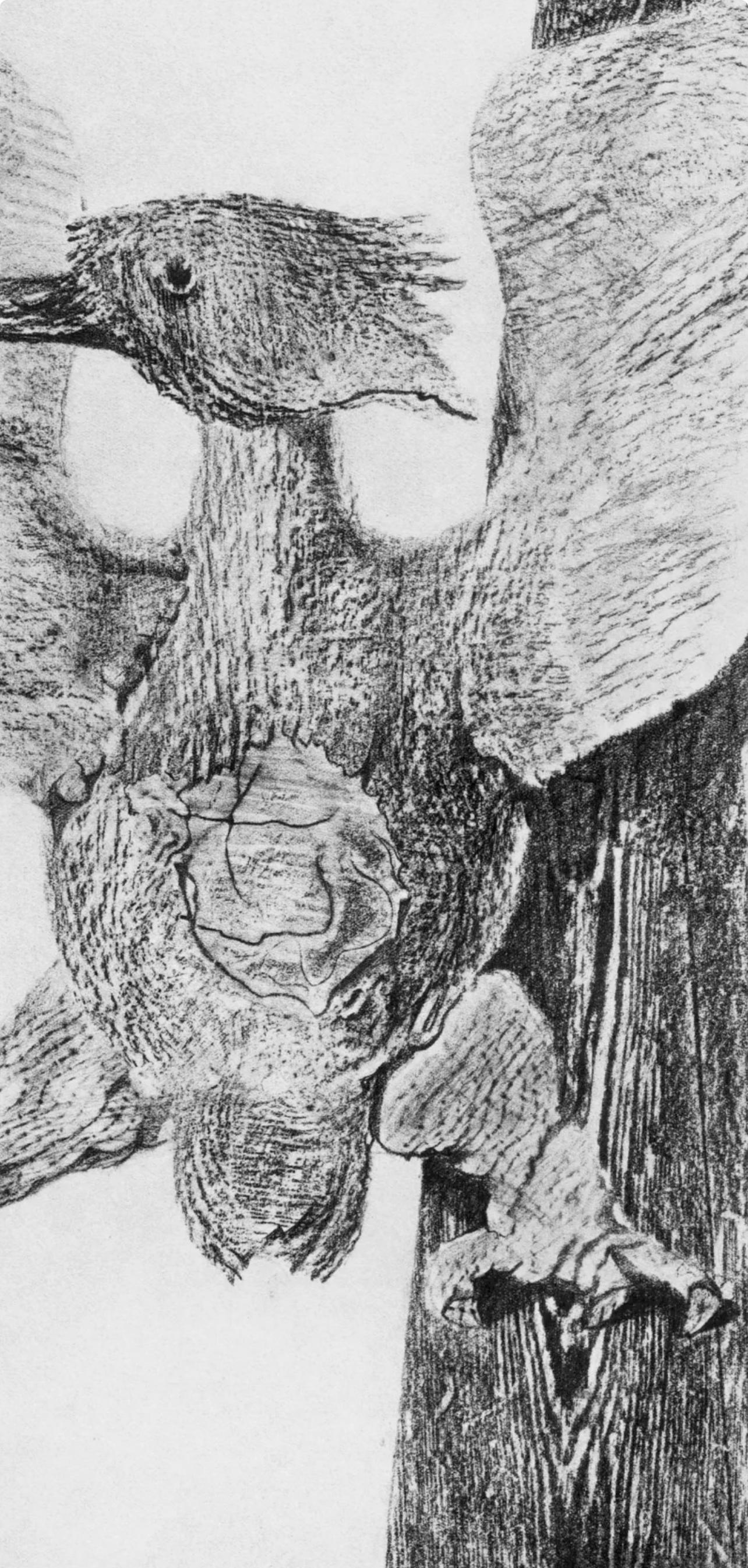 Ernst, Composition (Spies/Leppien 222), Histoire Naturelle (after) - Surrealist Print by Max Ernst