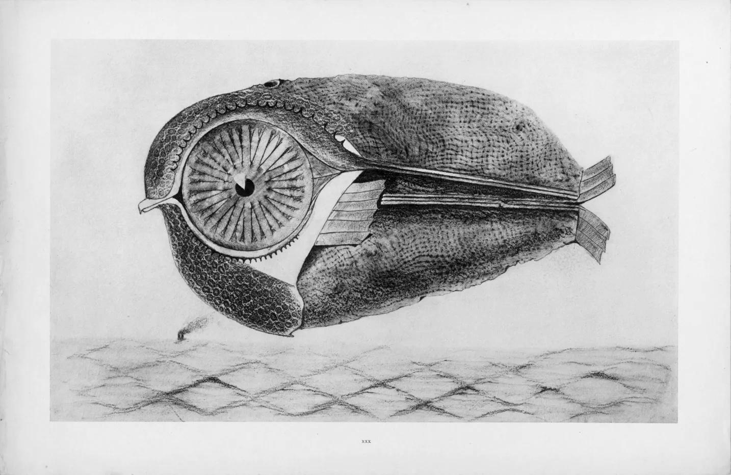 Ernst, Composition (Spies/Leppien 222), Histoire Naturelle (after) - Gray Landscape Print by Max Ernst