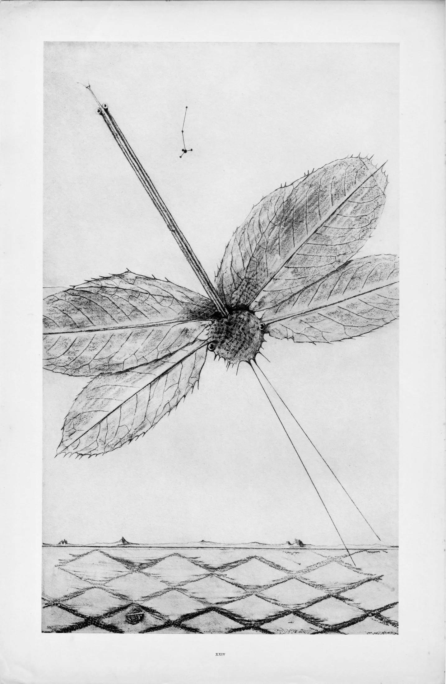 Ernst, Composition (Spies/Leppien 222), Histoire naturelle (après) - Gris Landscape Print par Max Ernst