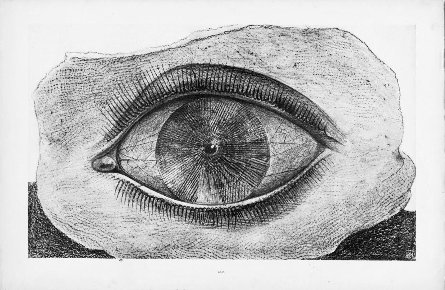 Ernst, Composition (Spies/Leppien 222), Histoire naturelle (après) - Gris Figurative Print par Max Ernst