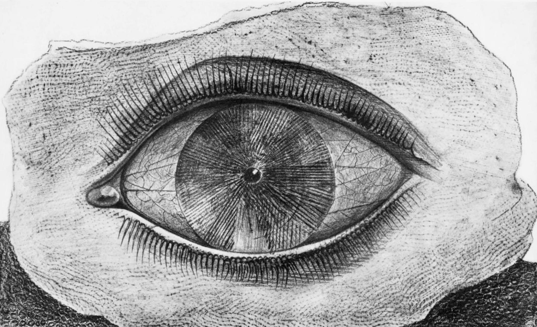 Figurative Print Max Ernst - Ernst, Composition (Spies/Leppien 222), Histoire naturelle (après)
