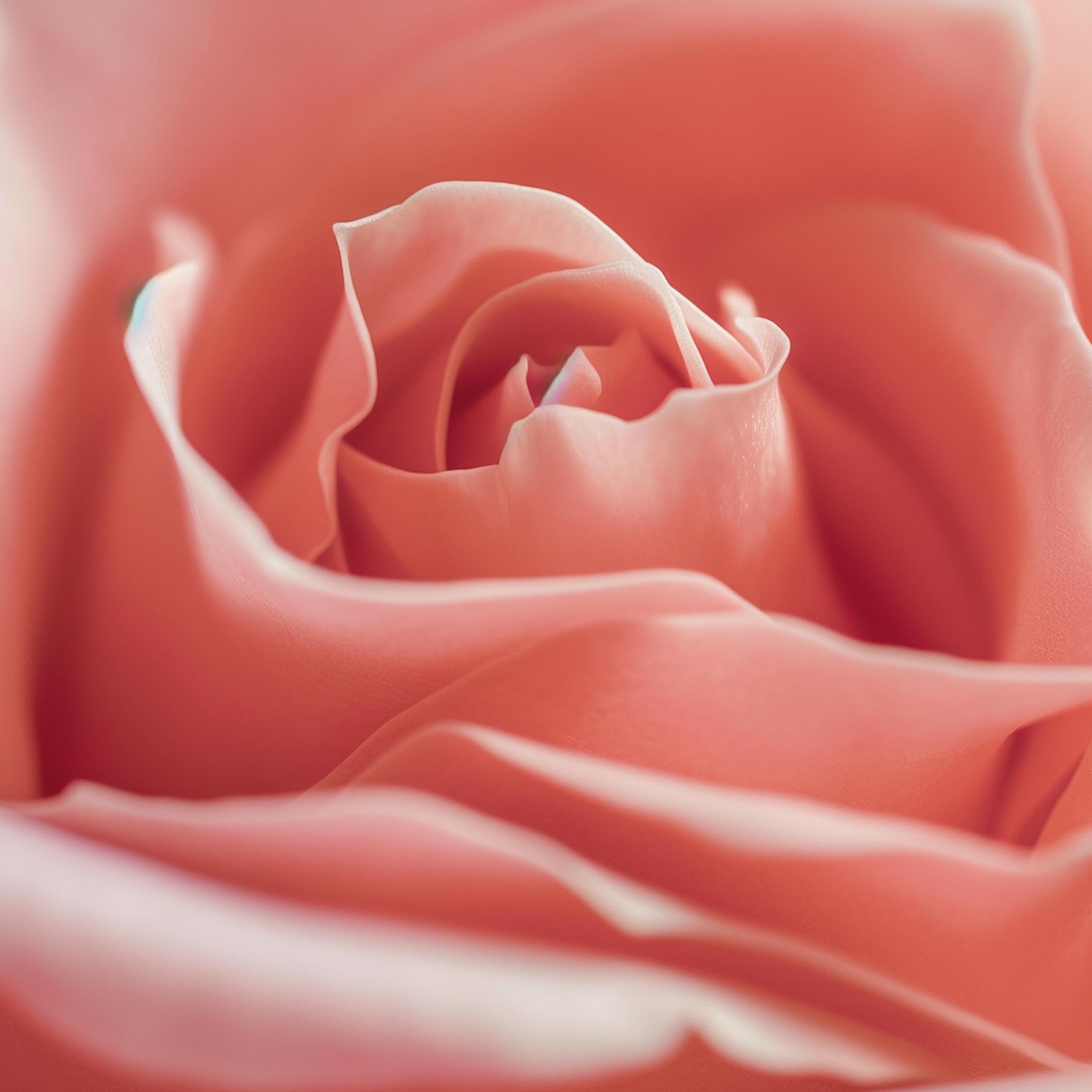 PINK ROSE (After Georgia O'Keeffe) photograph on plexiglass  - Photograph by Max Grant