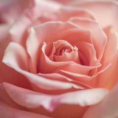 PINK ROSE (Nach Georgia O'Keeffe) Fotografie auf Plexiglas 