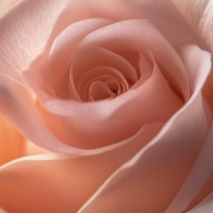 ROSA ROSA II (after) Georgia O'Keeffe) fotografia su plexiglass