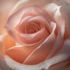 Photographie PINK ROSE II (After Georgia O'Keeffe) sur plexiglas