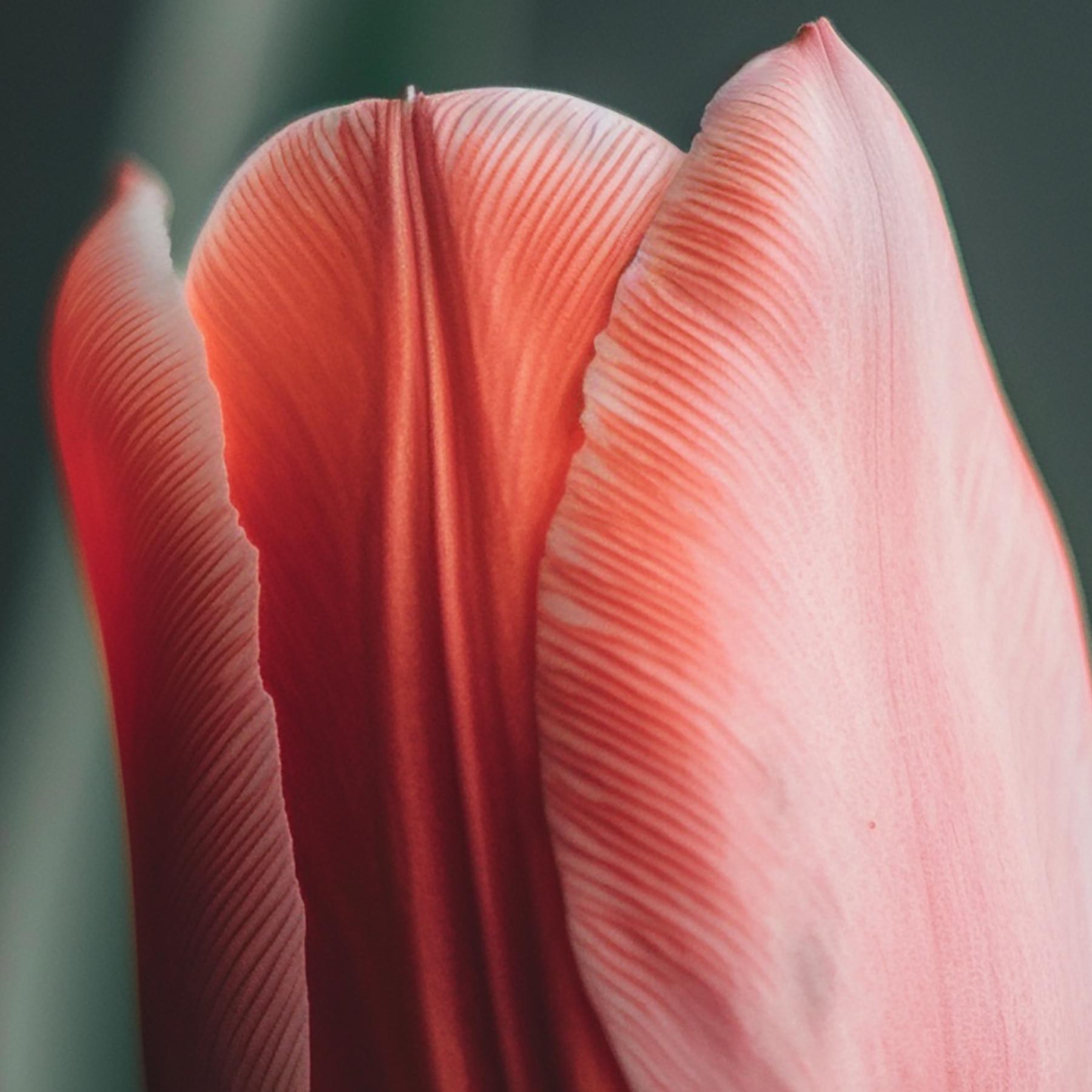 PINK TULIP II (After Georgia O'Keeffe) photograph on plexiglass  - Photograph by Max Grant