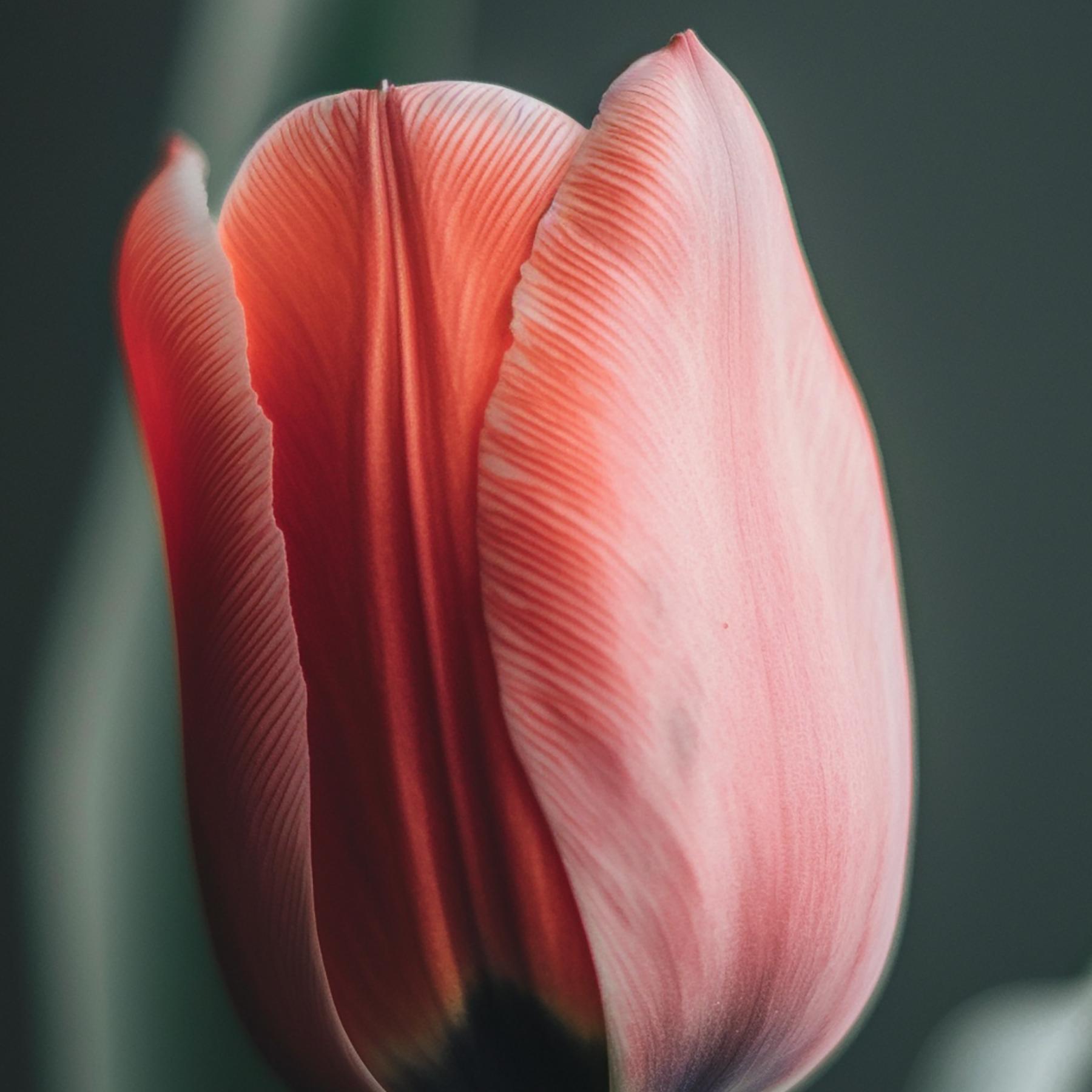 PINK TULIP II (After Georgia O'Keeffe) photograph on plexiglass  - American Modern Photograph by Max Grant
