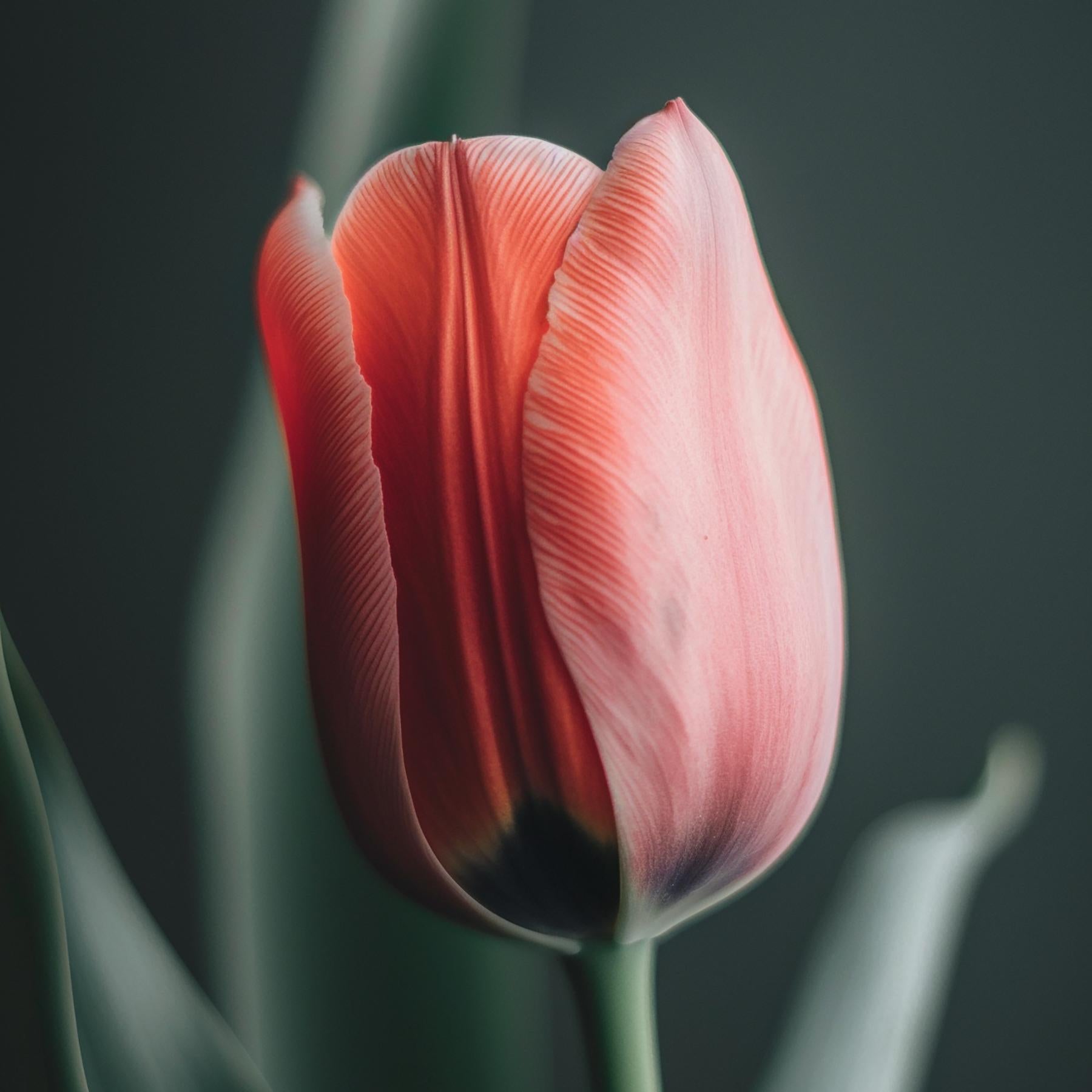 PINK TULIP II (Nach Georgia O'Keeffe) Fotografie auf Plexiglas 