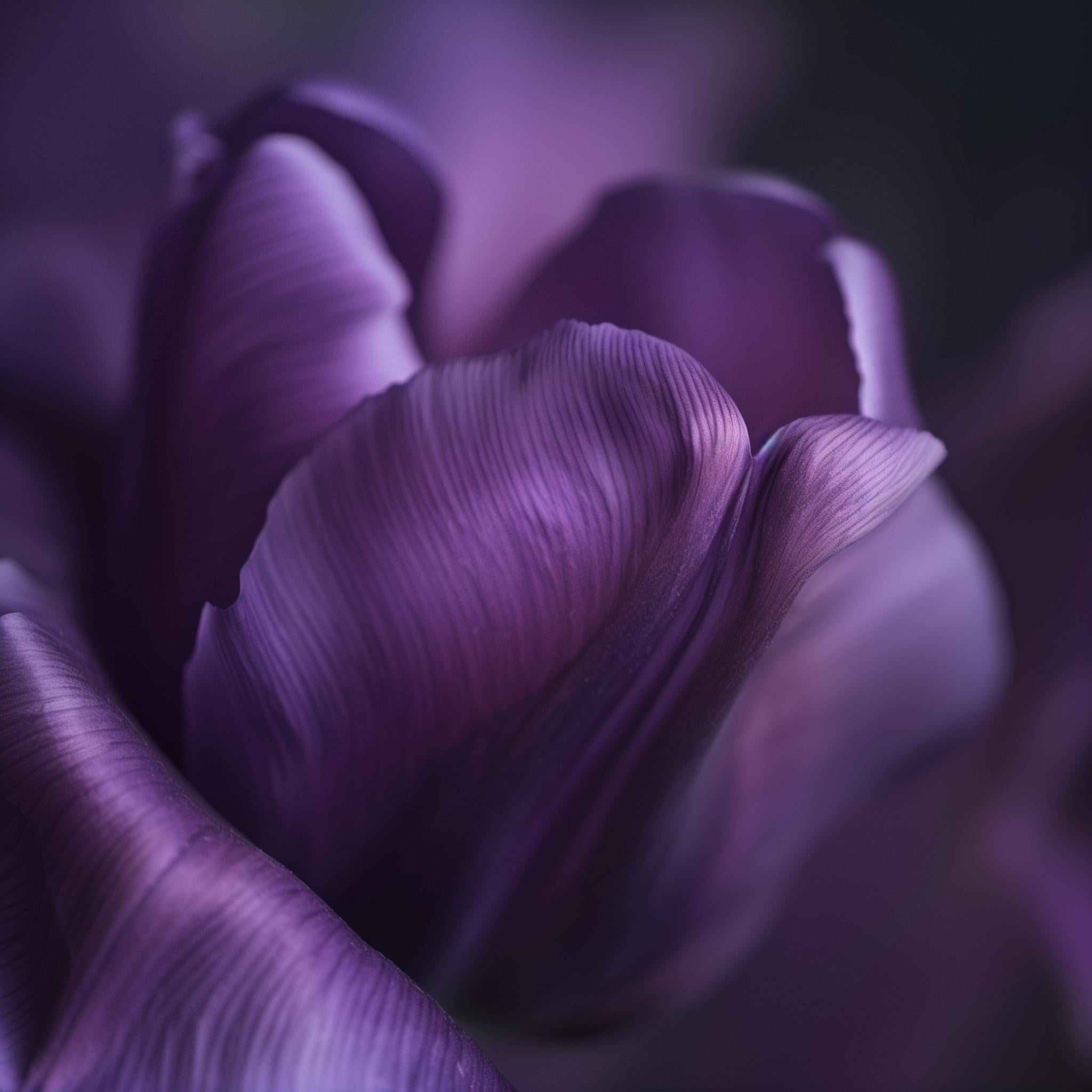 Max Grant Still-Life Photograph - PURPLE TULIP II (After Georgia O'Keeffe) photograph on plexiglass 