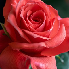 ROSA ROSSA (after) Georgia O'Keeffe) fotografia su plexiglass