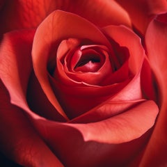 RED ROSE II (After Georgia O'Keeffe) photograph on plexiglass
