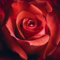 RED ROSE II (Nach Georgia O'Keeffe) Fotografie auf Plexiglas 