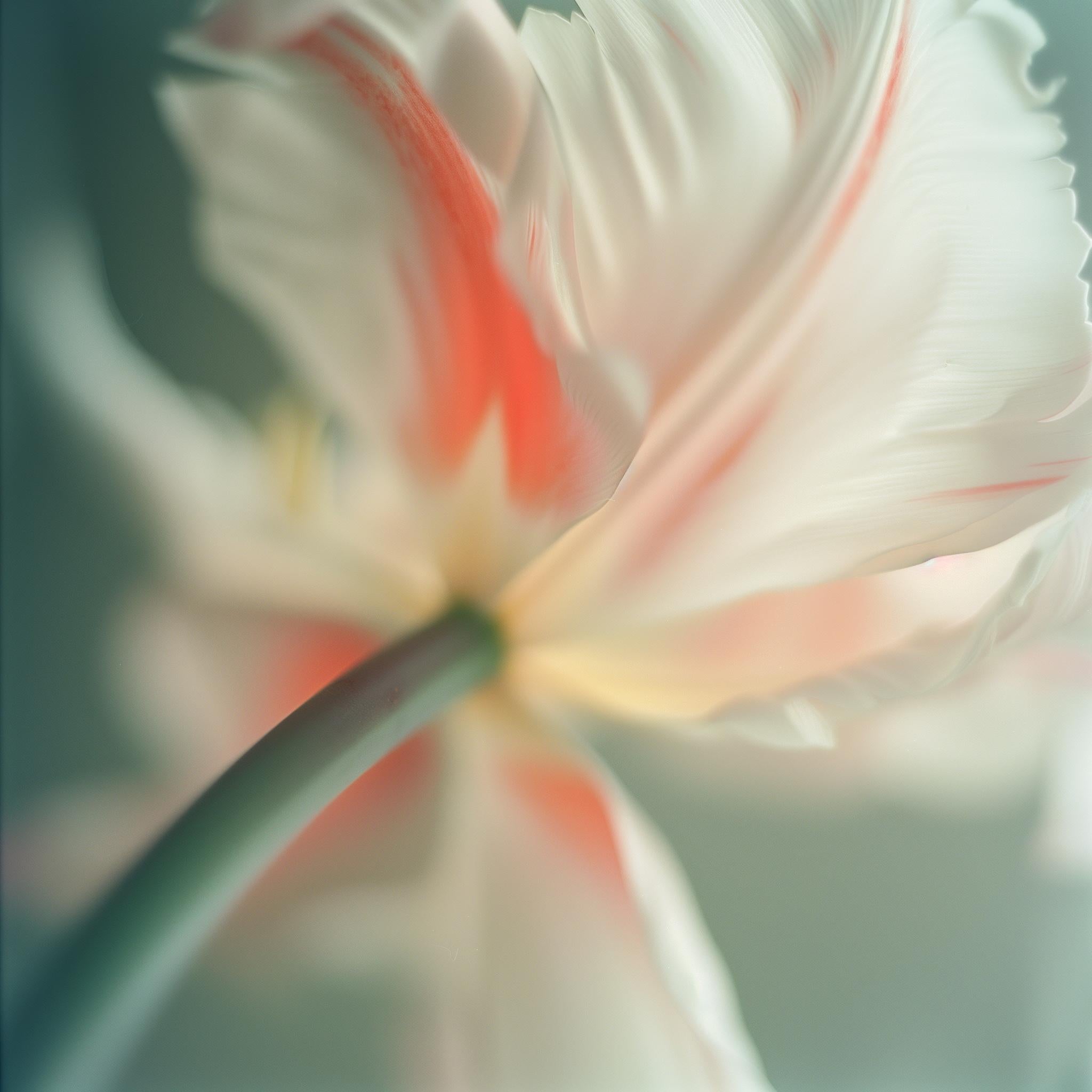 REMBRANDT TULIP (After Georgia O'Keeffe) photograph on plexiglass  - Photograph by Max Grant
