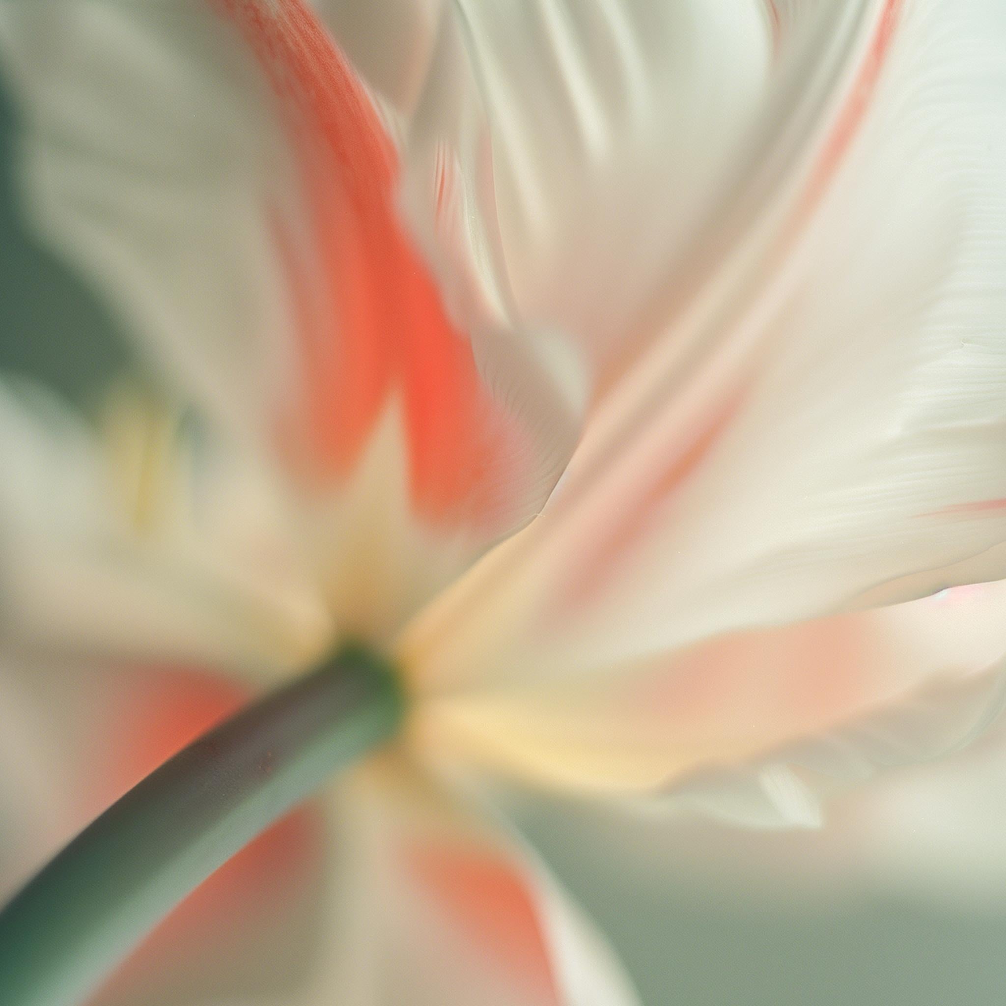 Max Grants florale Makrofotografieserie mit dem treffenden Titel 