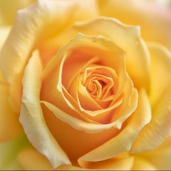 ROSA GIALLA II (after) Georgia O'Keeffe) fotografia su plexiglass