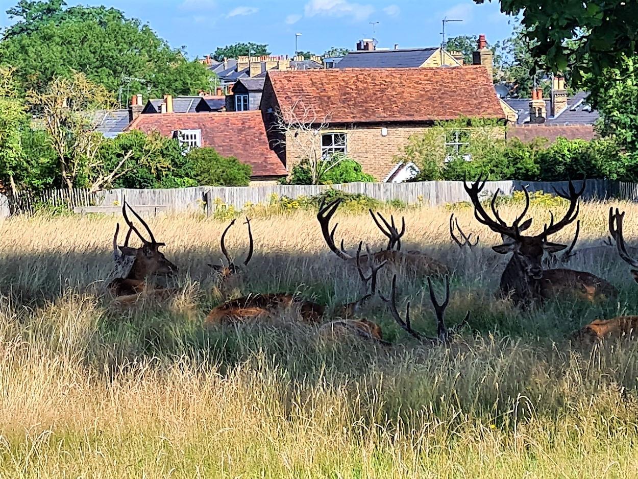 Cottage im Richmond Park im Angebot 2