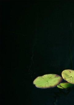 Maxi Cohen Okavango Delta Lilies 1 Limited Edition Print