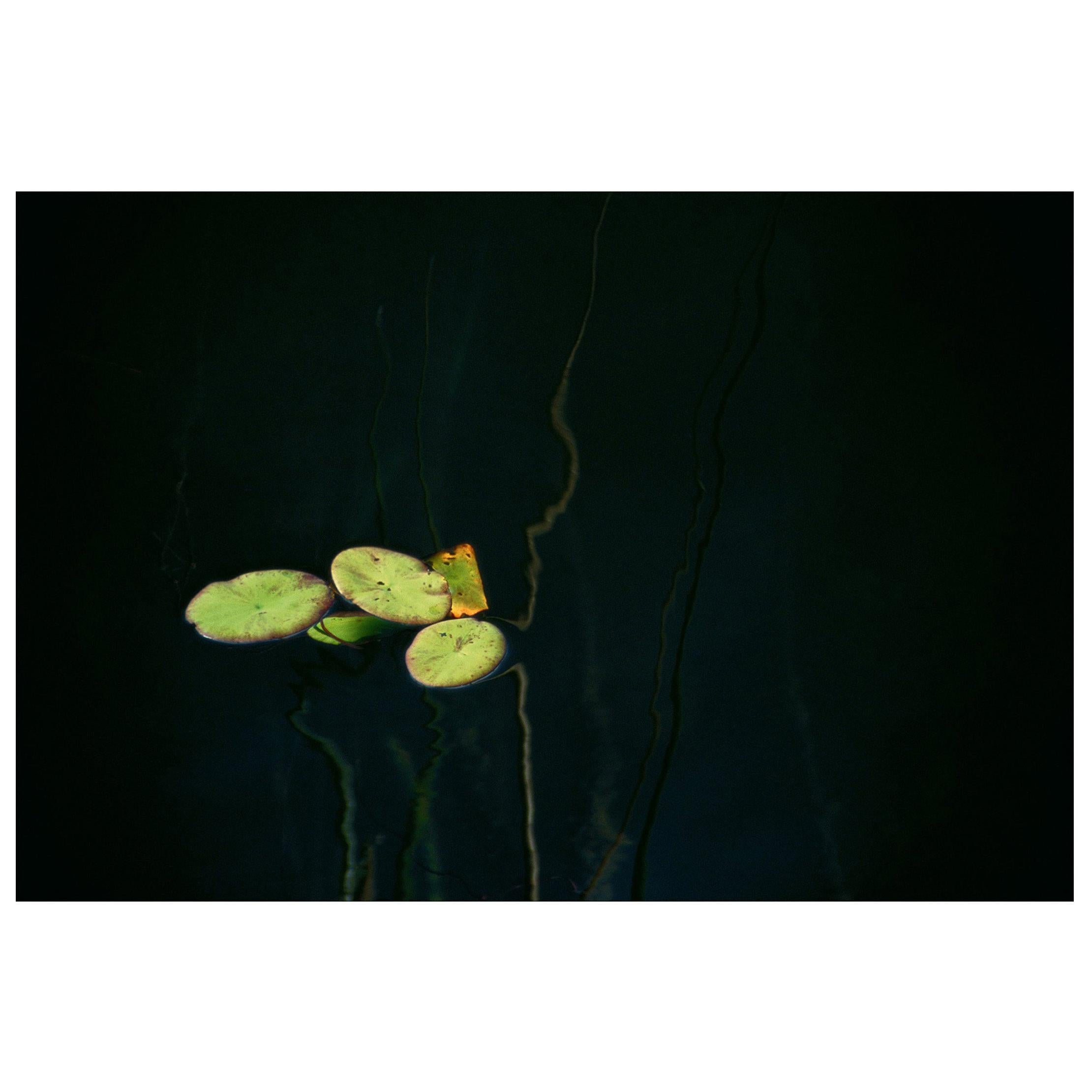 Maxi Cohen Okavango Delta Lilies 1 Limited Edition Print For Sale