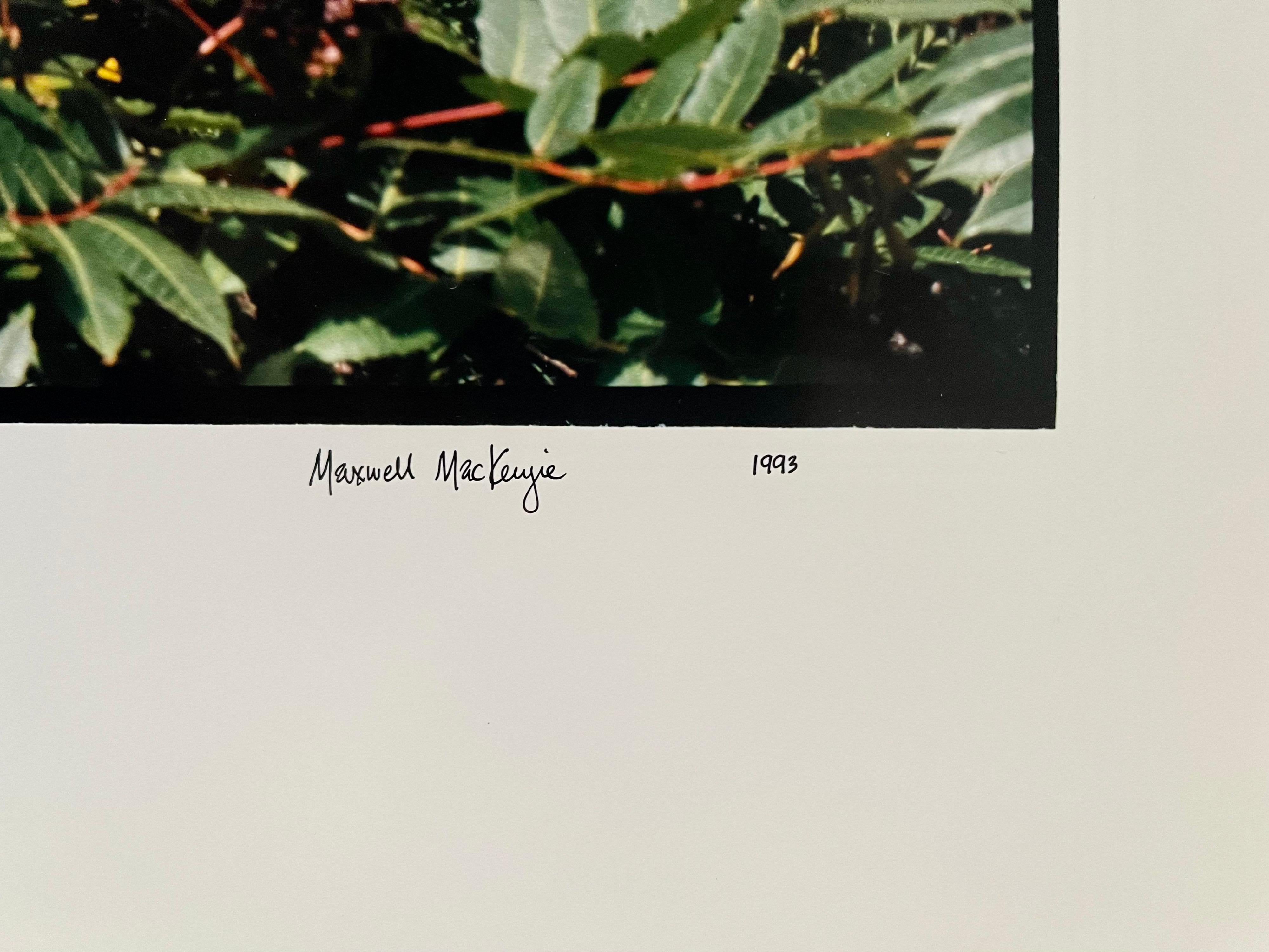 Fattoria Paesaggio estivo, grande fotografia panoramica a colori d'epoca firmata Foto - Photograph di Maxwell Mackenzie