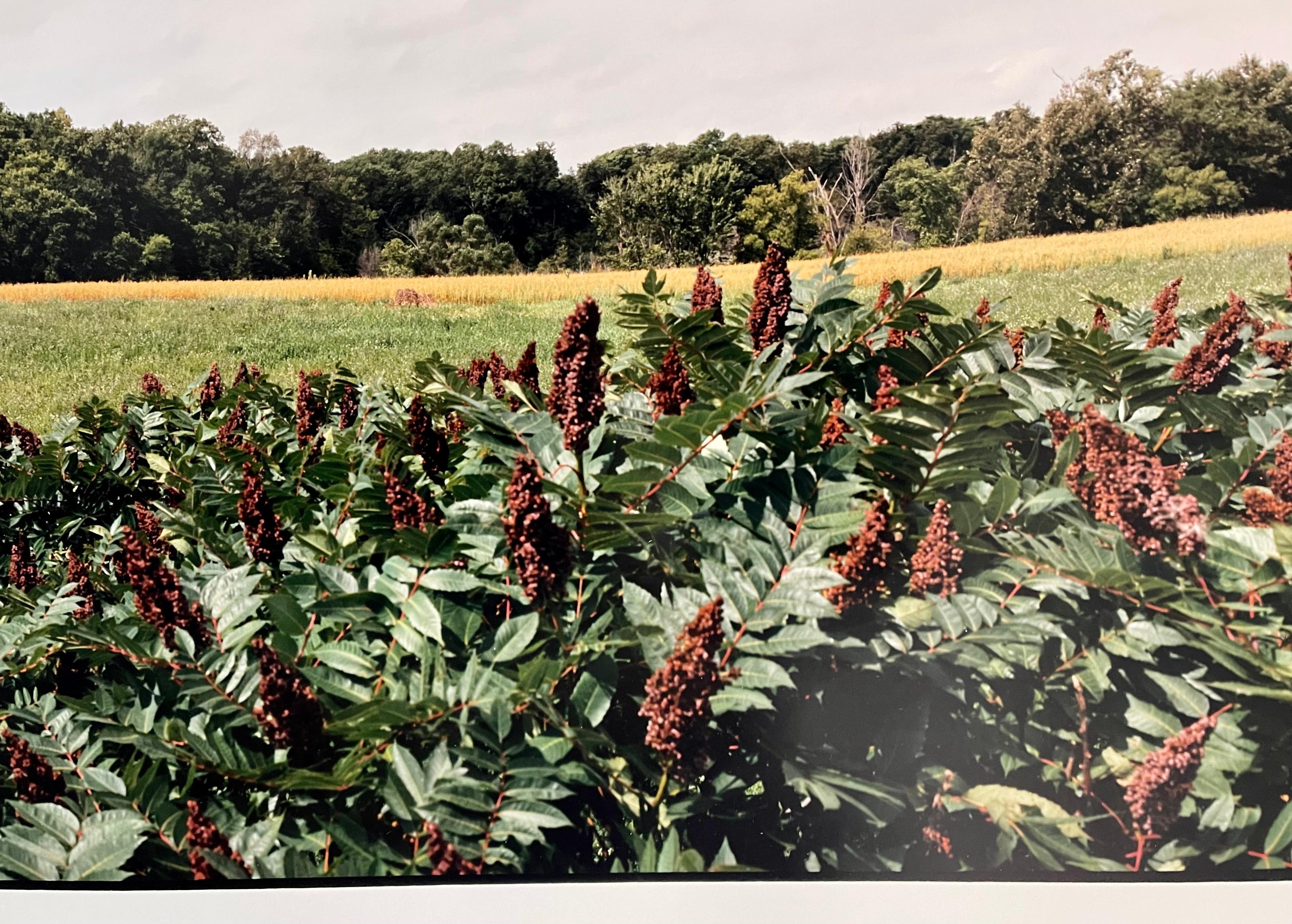 Fattoria Paesaggio estivo, grande fotografia panoramica a colori d'epoca firmata Foto - Photograph Realismo americano di Maxwell Mackenzie