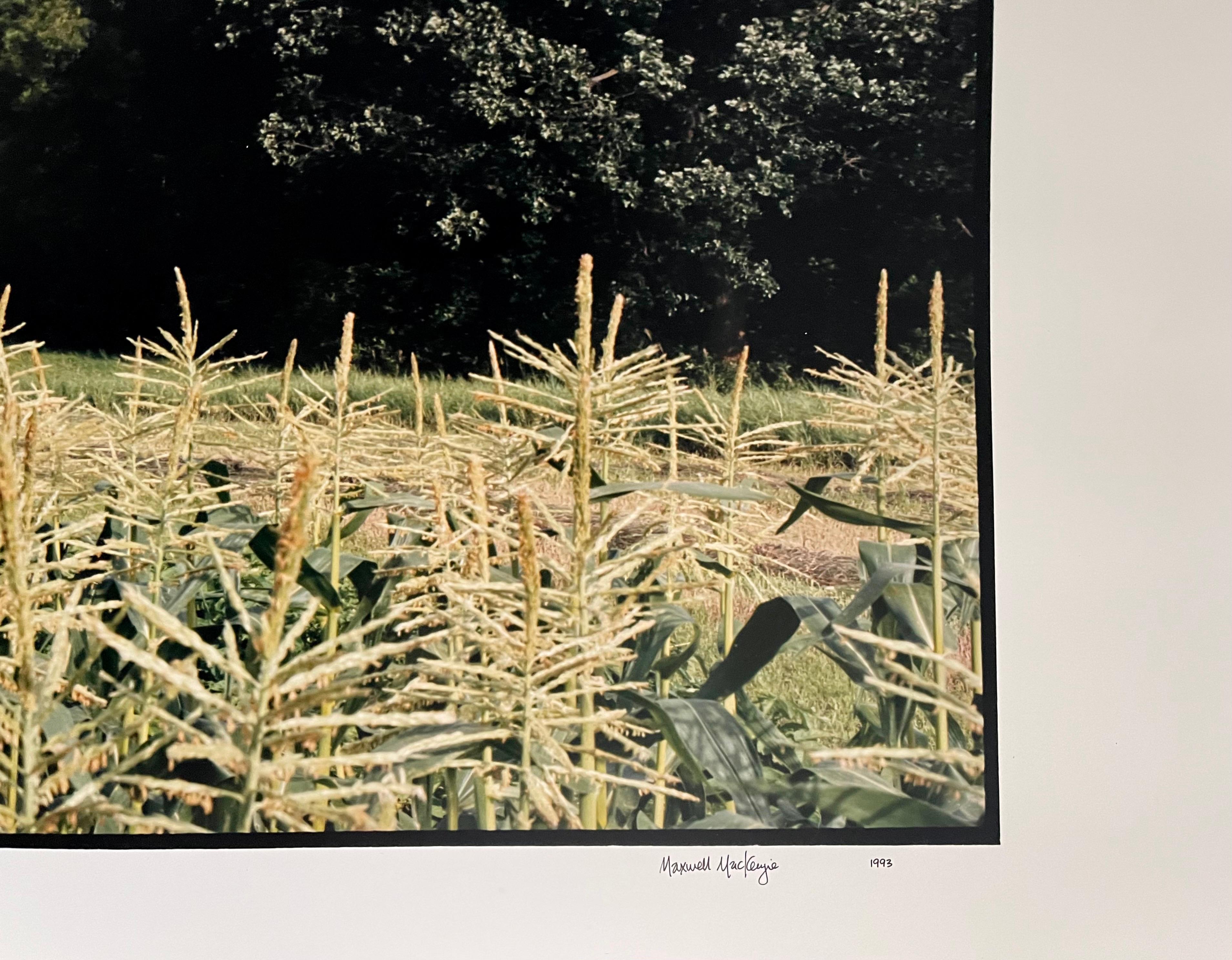 Farm, Summer Landscape, Large Panoramic Vintage Color Photograph Signed Photo For Sale 1