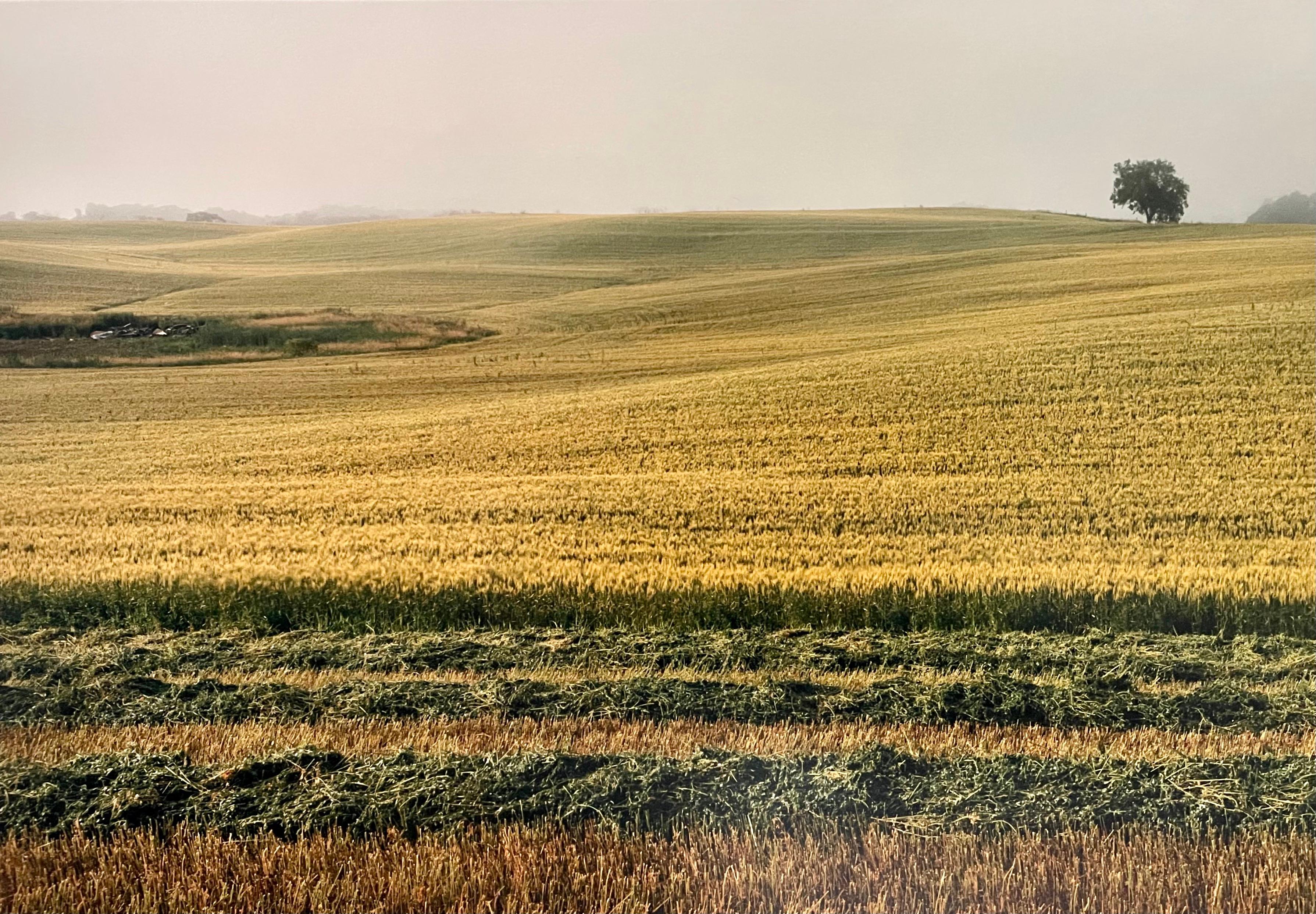 Everts Township Homestead, Summer, 1992
Fabulous American landscape photography of a rural landscape scene. 
from small hand signed edition of 20
Large Format Chromogenic print on Kodak Professional Paper
The sheets are approximately 30 X 56