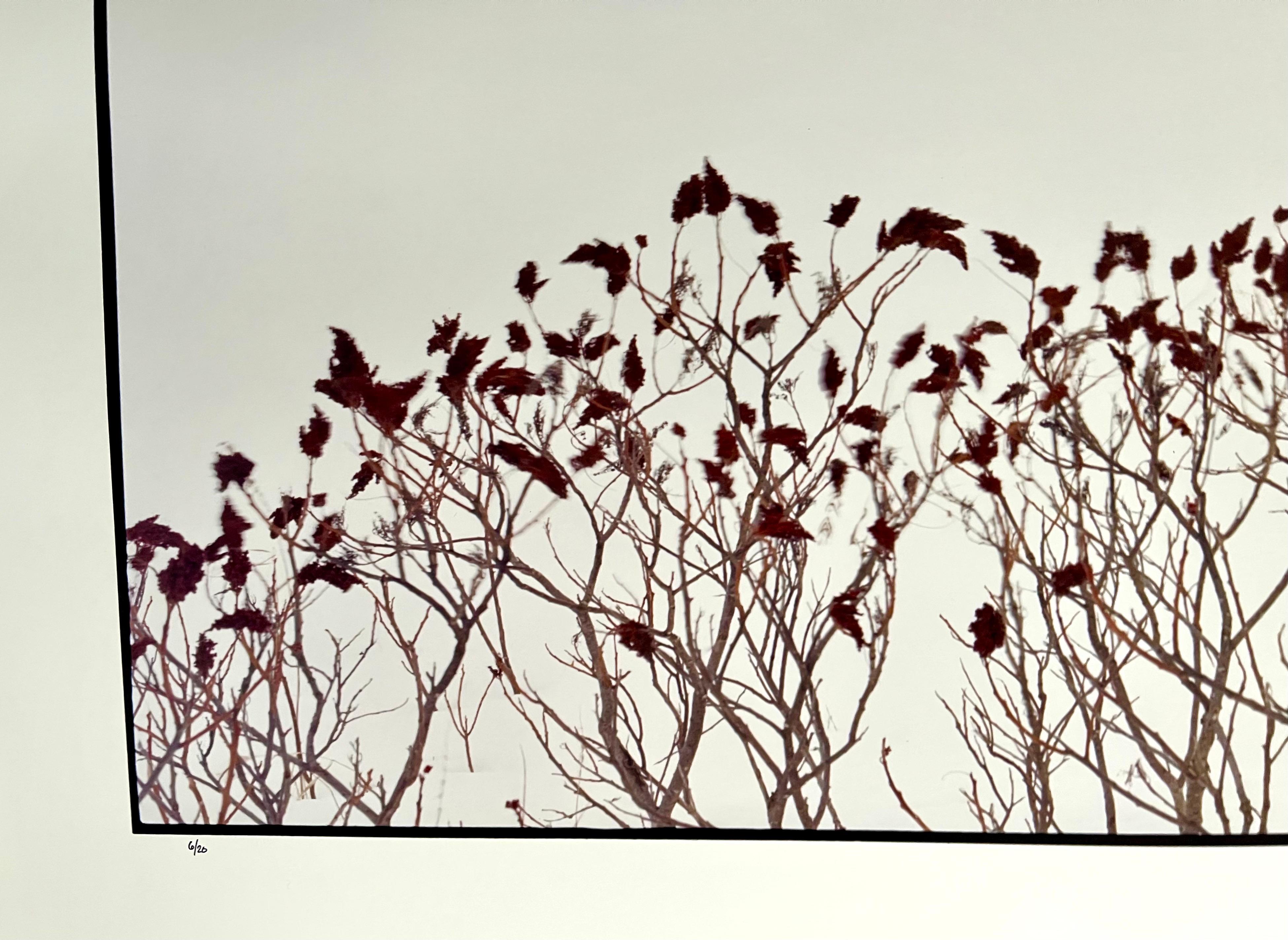 Homestead du canton de Maplewood, hiver, 1993
Fabuleuse photographie de paysage américain d'une scène de paysage rural. 
d'une petite édition de 20 exemplaires signés à la main
Tirage chromogène grand format sur papier professionnel Kodak
Les