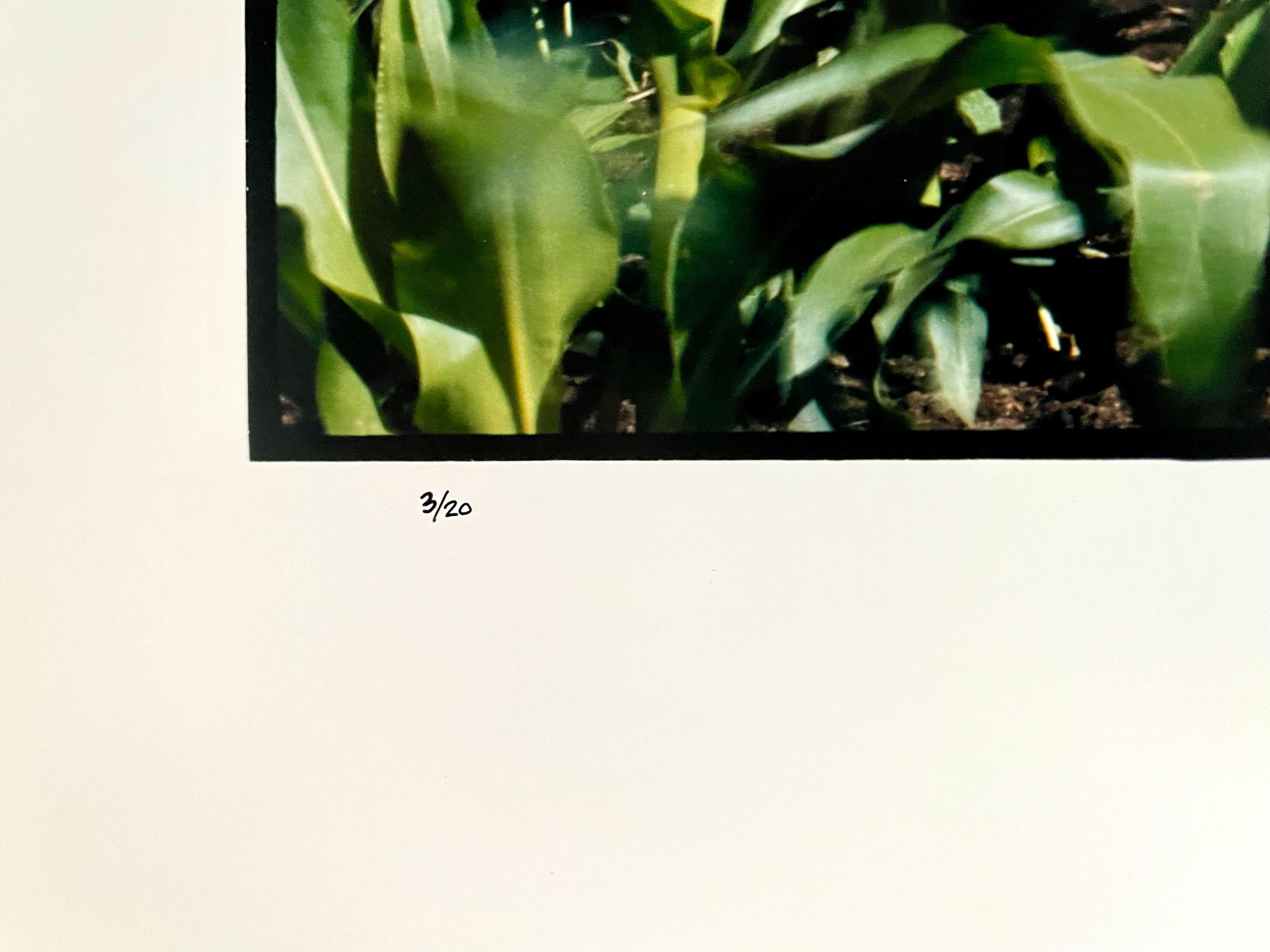 Old Barn Sommerlandschaft, große Panoramic Vintage-Farbfotografie, signiertes Foto (Weiß), Color Photograph, von Maxwell Mackenzie