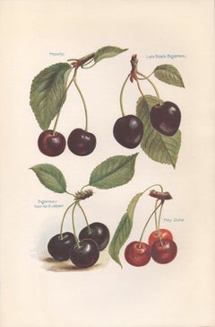 7 English antique botanical fruit food chromolithograph prints, 1924