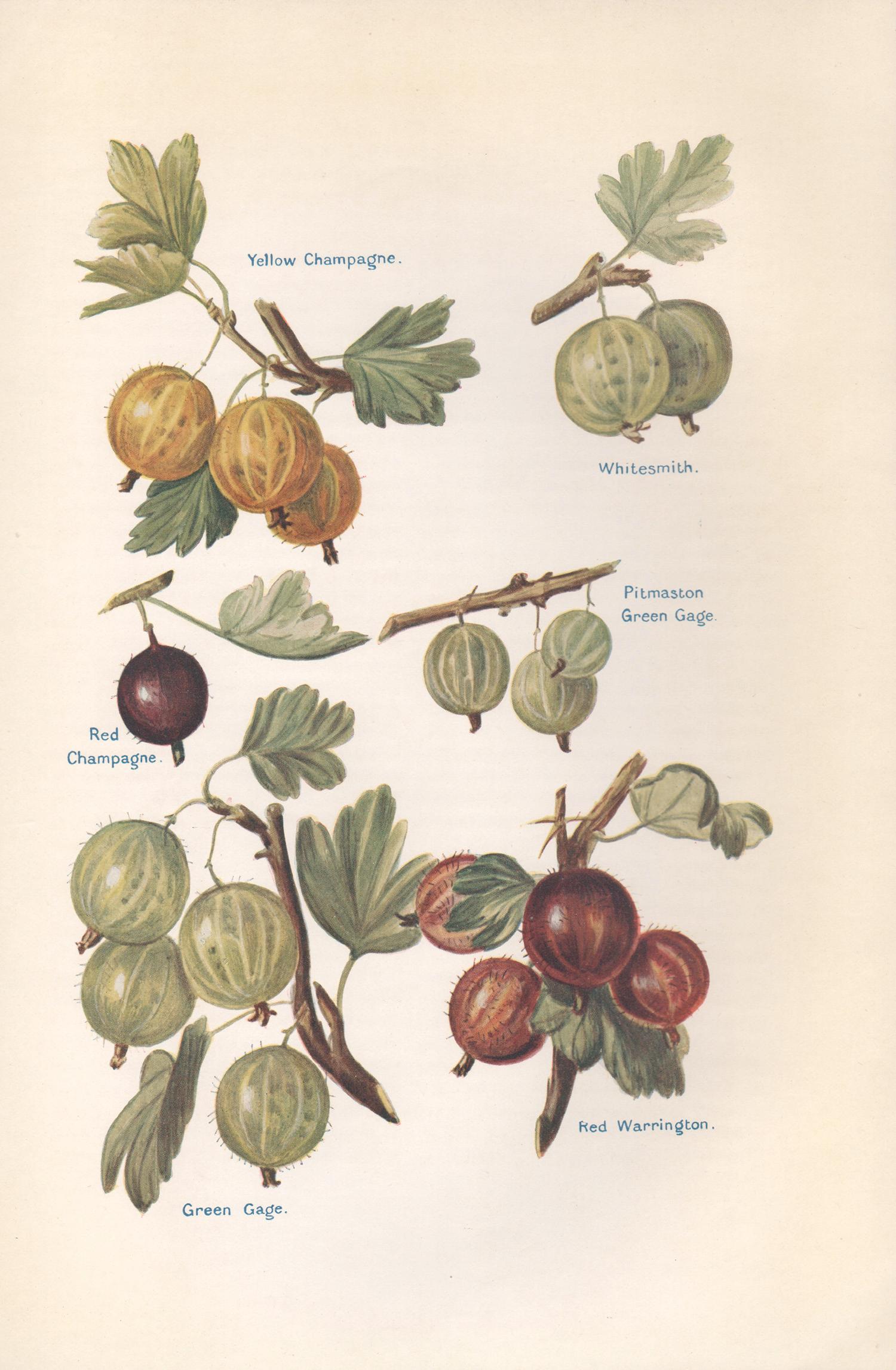 7 English antique botanical fruit food chromolithograph prints, 1924 - English School Print by May Rivers