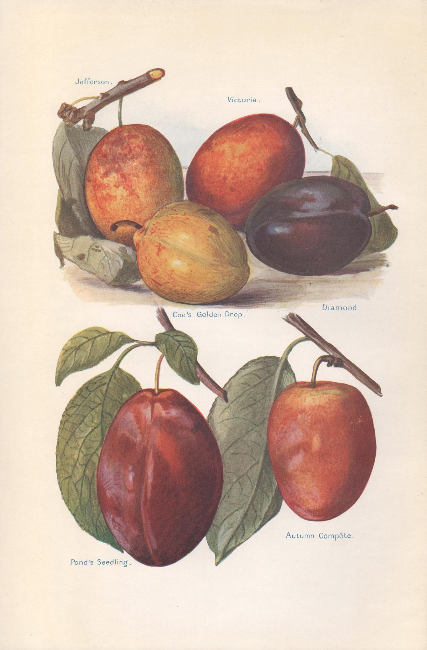 7 English antique botanical fruit food chromolithograph prints, 1924 1