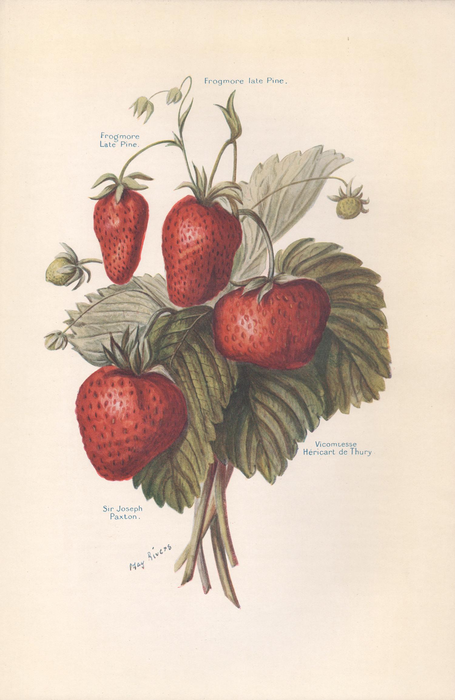 7 English antique botanical fruit food chromolithograph prints, 1924 2