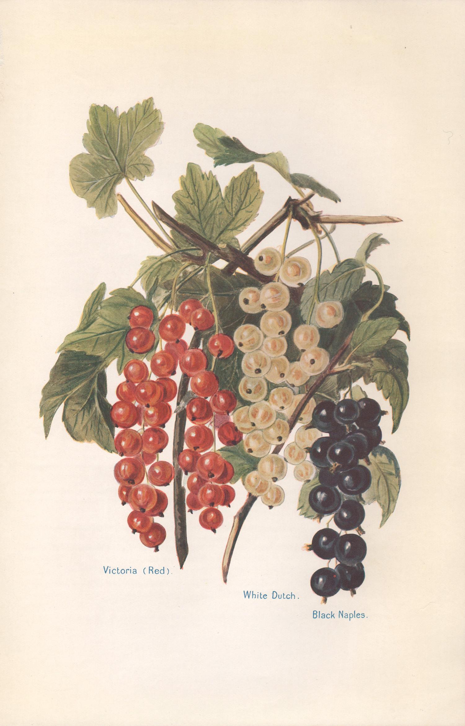 7 English antique botanical fruit food chromolithograph prints, 1924 3