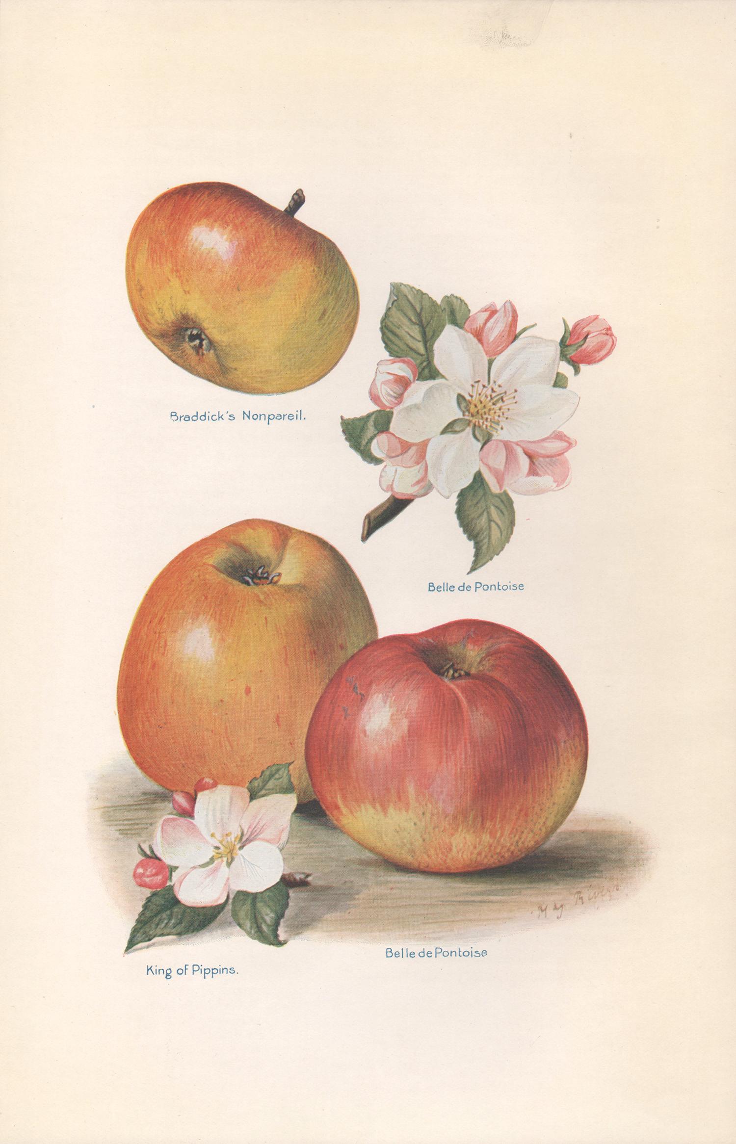 May Rivers Still-Life Print - 7 English antique botanical fruit food chromolithograph prints, 1924