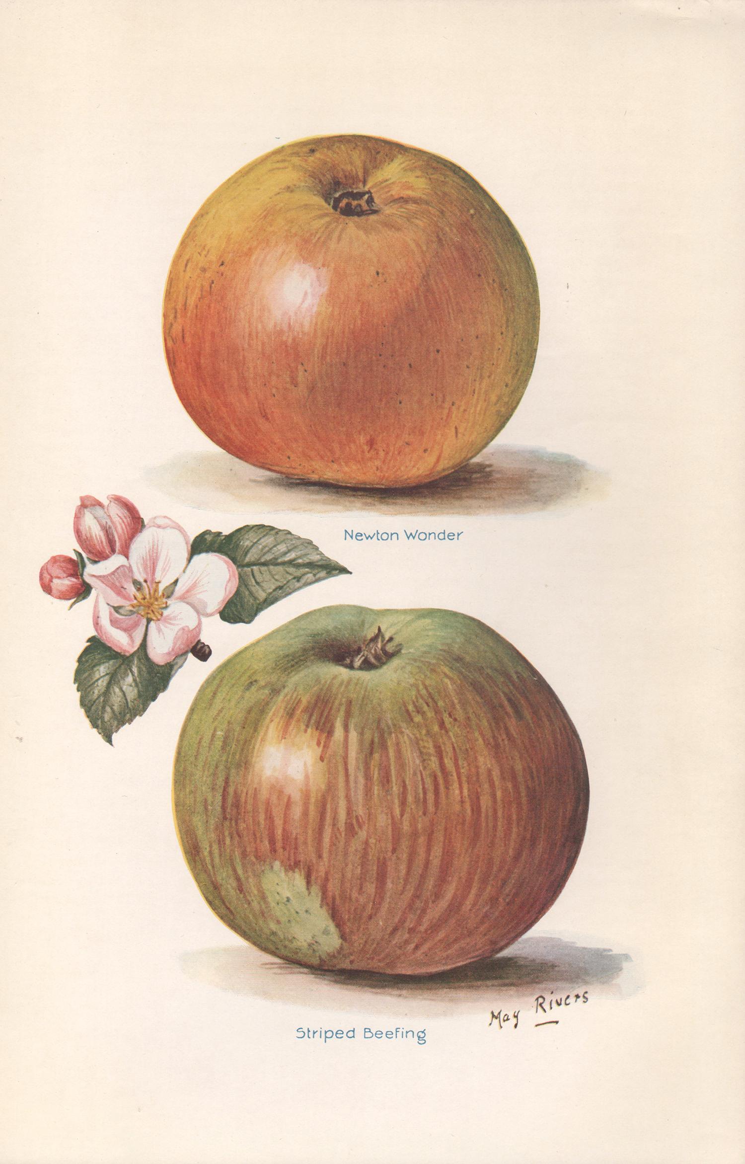 May Rivers Still-Life Print - Apples, English antique botanical fruit food chromolithograph print, 1924