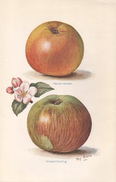 Pommes, estampe chromolithographie anglaise ancienne de fruits botaniques, 1924