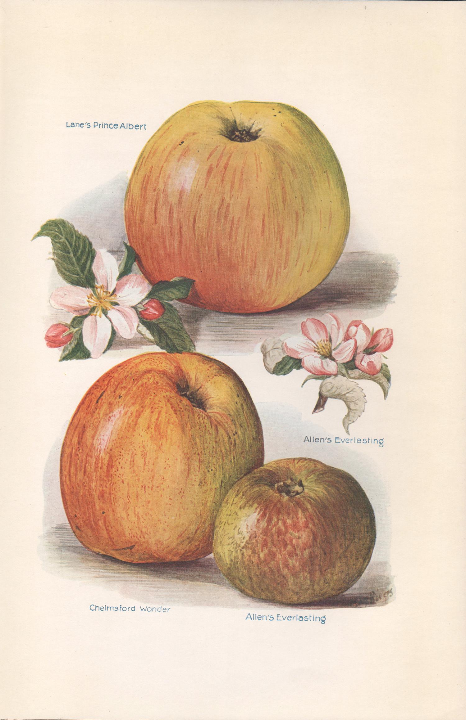 May Rivers Still-Life Print - Apples, English antique botanical fruit food chromolithograph print, 1924