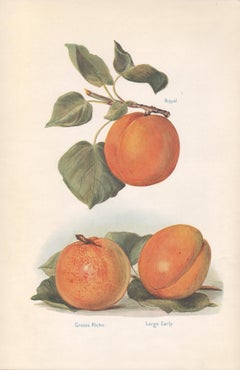 Apricots, English fruit chromolithograph , 1924