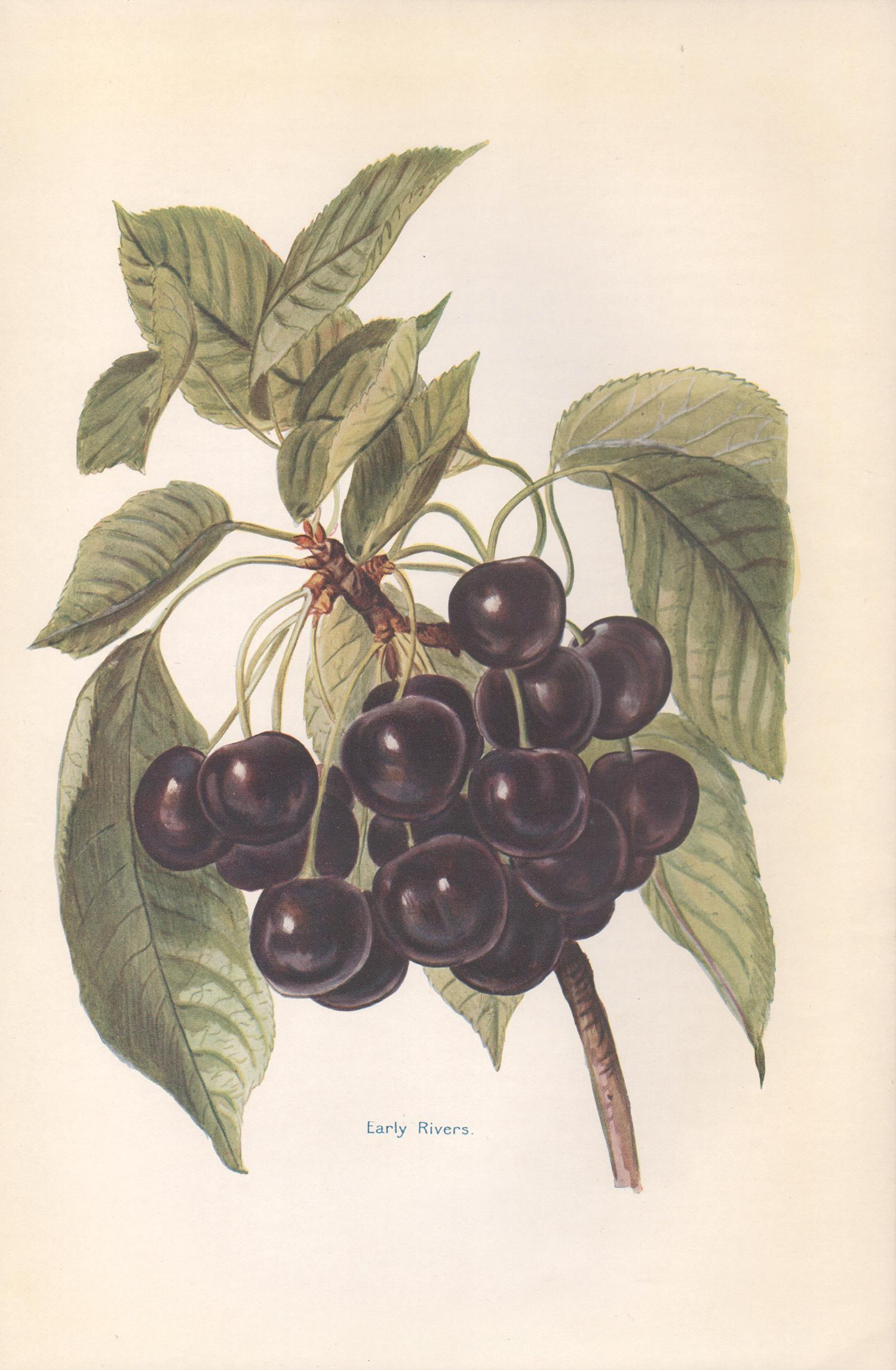 May Rivers Print - Cherries, English antique botanical fruit food chromolithograph print, 1924