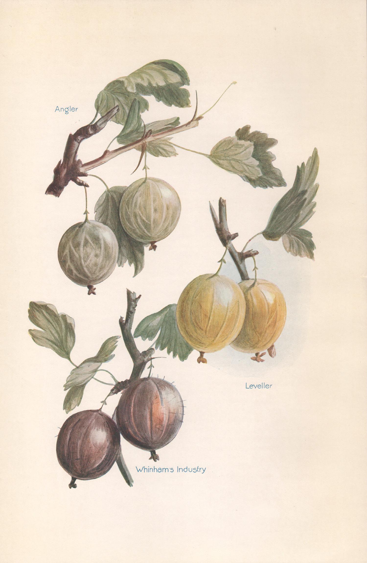 May Rivers Print - Gooseberries, English antique botanical fruit food chromolithograph print, 1924